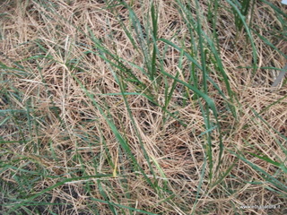 Monte_Nero_degli_Zappini - Calamagrostis_epigejos_23-10-2012 11-12-23.JPG